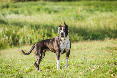 Dog breed American Staffordshire Terrier in nature in the summer.の写真素材