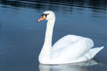 White swan swim in the water of a protected nature reserve. Beautiful white swan on the shore of a protected nature reserve, swimming in the water.の写真素材