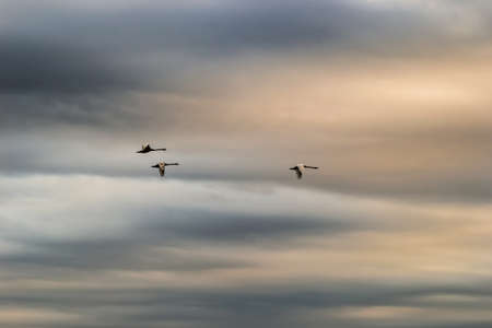 A white swan in a protected nature reserve. Beautiful white swans fly over the protected nature reserve.の写真素材