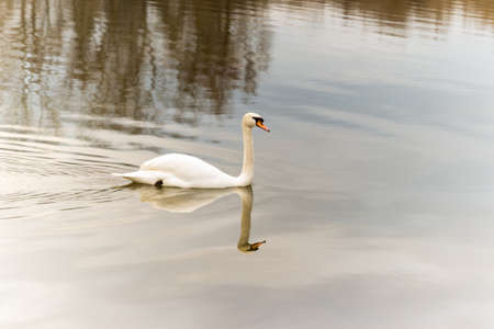 White swan swim in the water of a protected nature reserve. Beautiful white swan on the shore of a protected nature reserve, swimming in the water.の写真素材