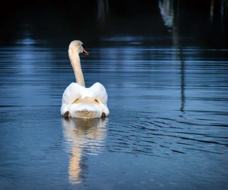 White swan swim in the water of a protected nature reserve. Beautiful white swan on the shore of a protected nature reserve, swimming in the water.の写真素材