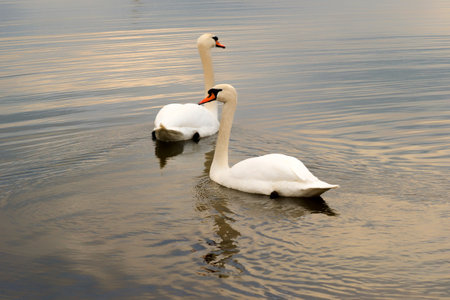 White swans swim in the water of a protected nature reserve.Two beautiful white swans on the shore of a protected nature reserve, swimming in the water.の写真素材