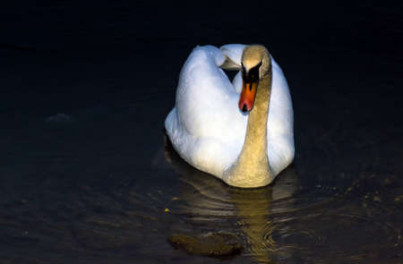 White swan swim in the water of a protected nature reserve. Beautiful white swan on the shore of a protected nature reserve, swimming in the water.の写真素材