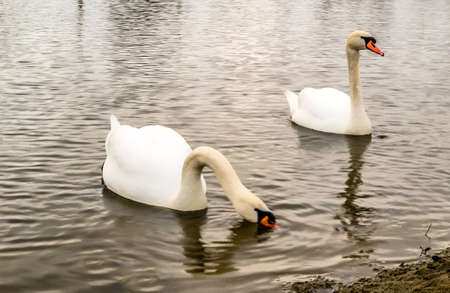 White swans swim in the water of a protected nature reserve.Two beautiful white swans on the shore of a protected nature reserve, swimming in the water.の写真素材