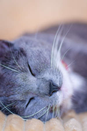 Close-up portrait of a sleepy European gray and white cat. A cute European cat. Portrait of a...