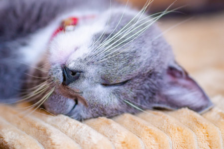 Close-up portrait of a sleepy European gray and white cat. A cute European cat. Portrait of a beautiful cat.の写真素材