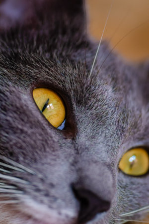 Close-up portrait of a sleepy European gray and white cat. A cute European cat. Portrait of a...