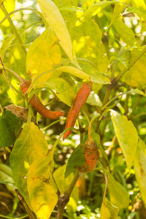 Ripe hot pepper on the plant, produced naturally.の写真素材