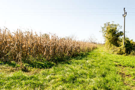 Fields with dried corn ripe for picking in the fall.の写真素材