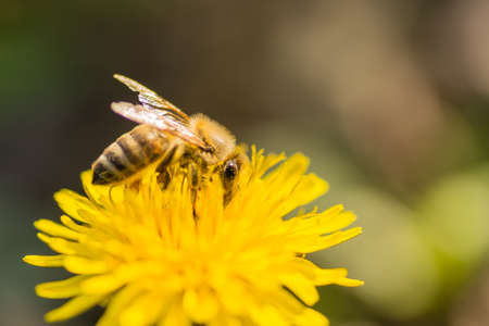 Honey bee collecting nectar from dandelion flower in the summer time.の写真素材