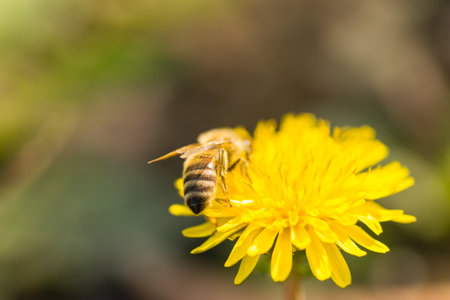 Honey bee collecting nectar from dandelion flower in the summer time.の写真素材