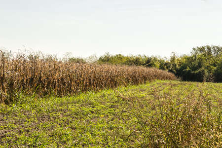 Fields with dried corn ripe for picking in the fall.の写真素材