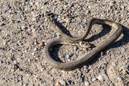 The grass snake in its natural environment. Grass snake playing dead in defence.の写真素材