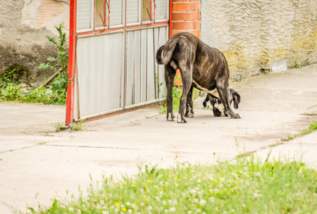 A dog in front of the open gate of the household. A gray dog ââin front of the open gate of a private property.の写真素材