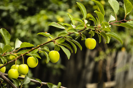 Fruits ripe wild plums in the tree canopy - Fruits of wild plum in the branches of a tree covered with shadows green leavesの写真素材