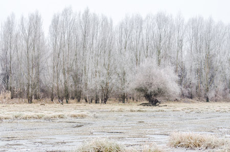 Danube Island Sodros near Novi Sad, Serbia. Gray and white landscape with snow covered trees and frozen water.の写真素材