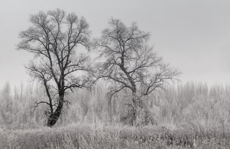 Danube Island Sodros near Novi Sad, Serbia. Gray and white landscape with snow covered trees and frozen water.の写真素材