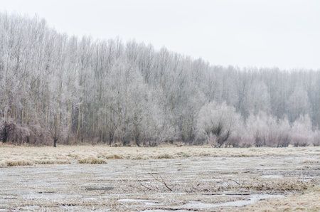 Danube Island Sodros near Novi Sad, Serbia. Gray and white landscape with snow covered trees and frozen water.の写真素材