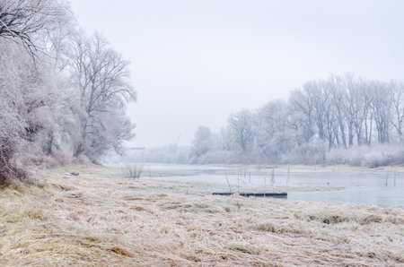 Danube Island Sodros near Novi Sad, Serbia. Gray and white landscape with snow covered trees and...