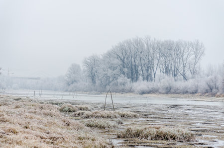 Danube Island Sodros near Novi Sad, Serbia. Gray and white landscape with snow covered trees and frozen water.の写真素材