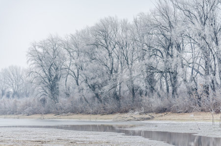 Danube Island Sodros near Novi Sad, Serbia. Gray and white landscape with snow covered trees and frozen water.の写真素材