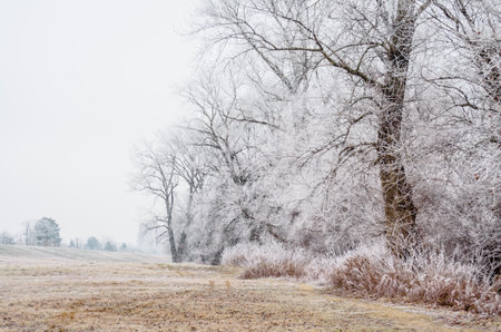 Danube Island Sodros near Novi Sad, Serbia. Gray and white landscape with snow covered trees and frozen water.の写真素材