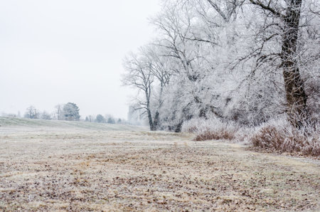 Danube Island Sodros near Novi Sad, Serbia. Gray and white landscape with snow covered trees and frozen water.の写真素材