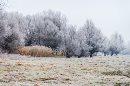 Danube Island Sodros near Novi Sad, Serbia. Gray and white landscape with snow covered trees and frozen water.の写真素材