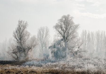Danube Island Sodros near Novi Sad, Serbia. Landscape with snow covered trees and frozen water.の写真素材