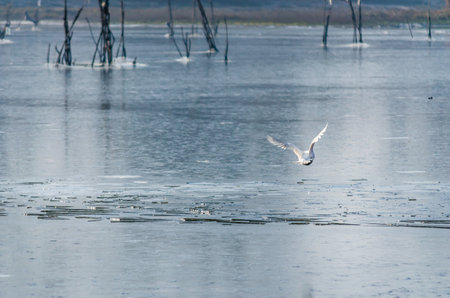 Danube Island Sodros near Novi Sad, Serbia. Landscape with snow covered trees and frozen water. River gull in flight over frozen water.の写真素材
