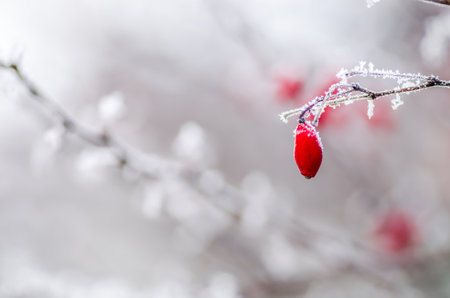 Rosa canina. A winter natural bright light background of white bush of dog-rose covered with ice frost snow and red vivid berries on cold winter dayの写真素材
