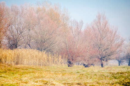 Danube Island Sodros near Novi Sad, Serbia. Gray and white landscape with snow covered trees and frozen water.の写真素材