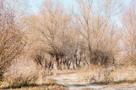 Danube Island Sodros near Novi Sad, Serbia. Gray and white landscape with snow covered trees and frozen water.の写真素材