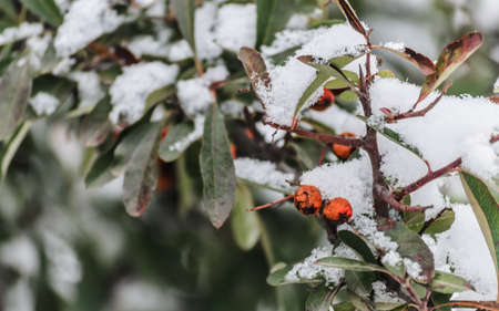 Orange fruits of scarlet firethorn - latin name Pyracantha coccinea in the garden.の写真素材