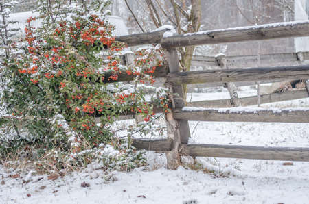 View of a wooden fence covered with snow, on the Danube island of Sodros near Novi Sad.の写真素材
