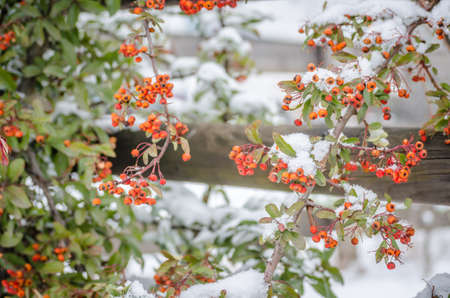 Orange fruits of scarlet firethorn - latin name Pyracantha coccinea in the garden.の写真素材