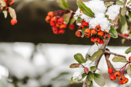 Orange fruits of scarlet firethorn - latin name Pyracantha coccinea in the garden.の写真素材