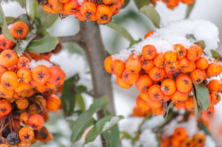 Orange fruits of scarlet firethorn - latin name Pyracantha coccinea in the garden.の写真素材