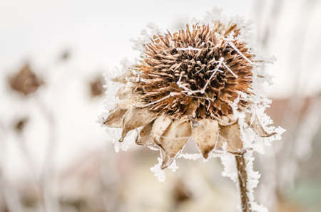 A frozen, dried flower sunflower covered in snow. Dried sunflower frozen and covered with snow in the field at the beginning of December, Novi Sad, December 2016.の写真素材