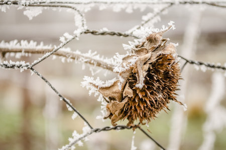 A frozen, dried flower sunflower covered in snow. Dried sunflower frozen and covered with snow in the field at the beginning of December, Novi Sad, December 2016.の写真素材
