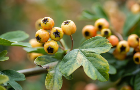 Unripe fruits on a Crataegus tree in summer. Crataegus hawthorn, quickthorn, thornapple, May tree, whitethorn, hawberry red ripe berries on branch with green leaves close upの写真素材