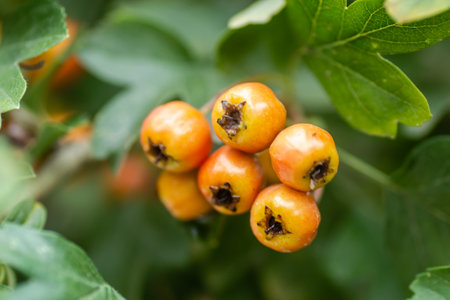 Unripe fruits on a Crataegus tree in summer. Crataegus hawthorn, quickthorn, thornapple, May tree, whitethorn, hawberry red ripe berries on branch with green leaves close upの写真素材