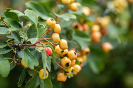 Unripe fruits on a Crataegus tree in summer. Crataegus hawthorn, quickthorn, thornapple, May tree, whitethorn, hawberry red ripe berries on branch with green leaves close upの写真素材