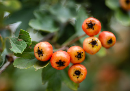 Unripe fruits on a Crataegus tree in summer. Crataegus hawthorn, quickthorn, thornapple, May tree, whitethorn, hawberry red ripe berries on branch with green leaves close upの写真素材