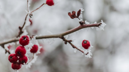 Rosa canina. A winter natural bright light background of white bush of dog-rose covered with ice frost snow and red vivid berries on cold winter dayの写真素材