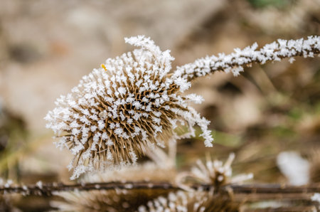 Frost in the early morning on dry meadow plants.の写真素材