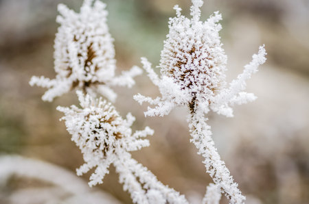 Frost in the early morning on dry meadow plants.の写真素材
