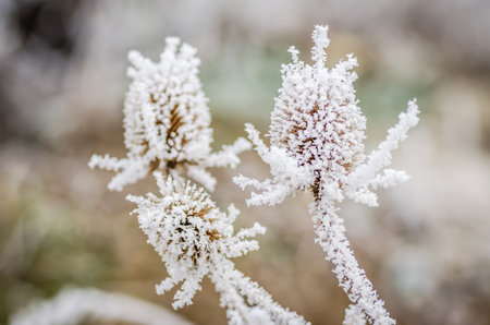 Frost in the early morning on dry meadow plants.の写真素材