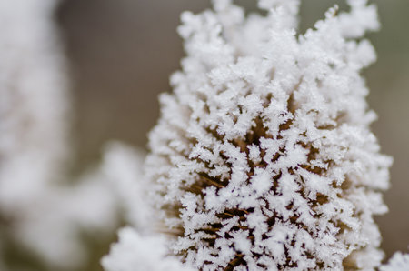 Frost in the early morning on dry meadow plants.の写真素材
