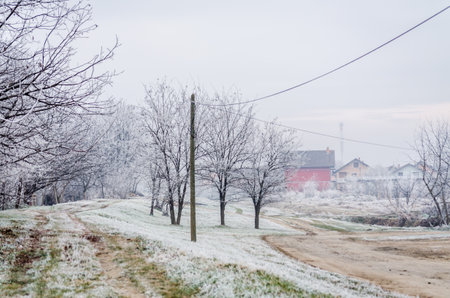 Frost in the early morning on dry meadow plants.の写真素材